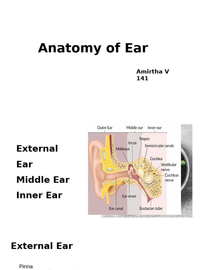 Anatomy Practical Notes: Ear Structure | PDF
