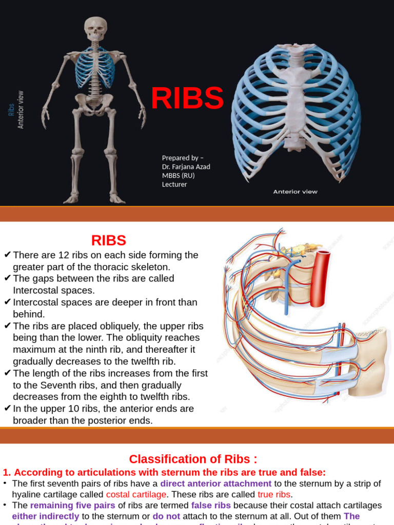 Thorax RIBS | PDF | Vertebra | Musculoskeletal System