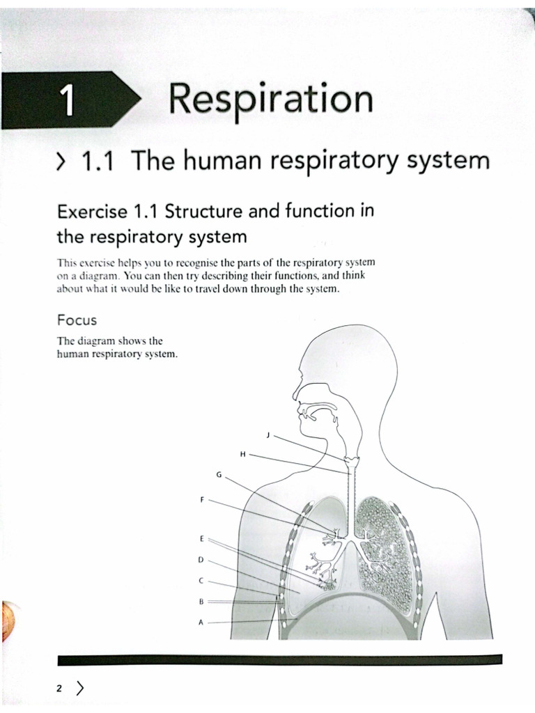 Unit 1 Respiration - Workbook Answerkey | PDF