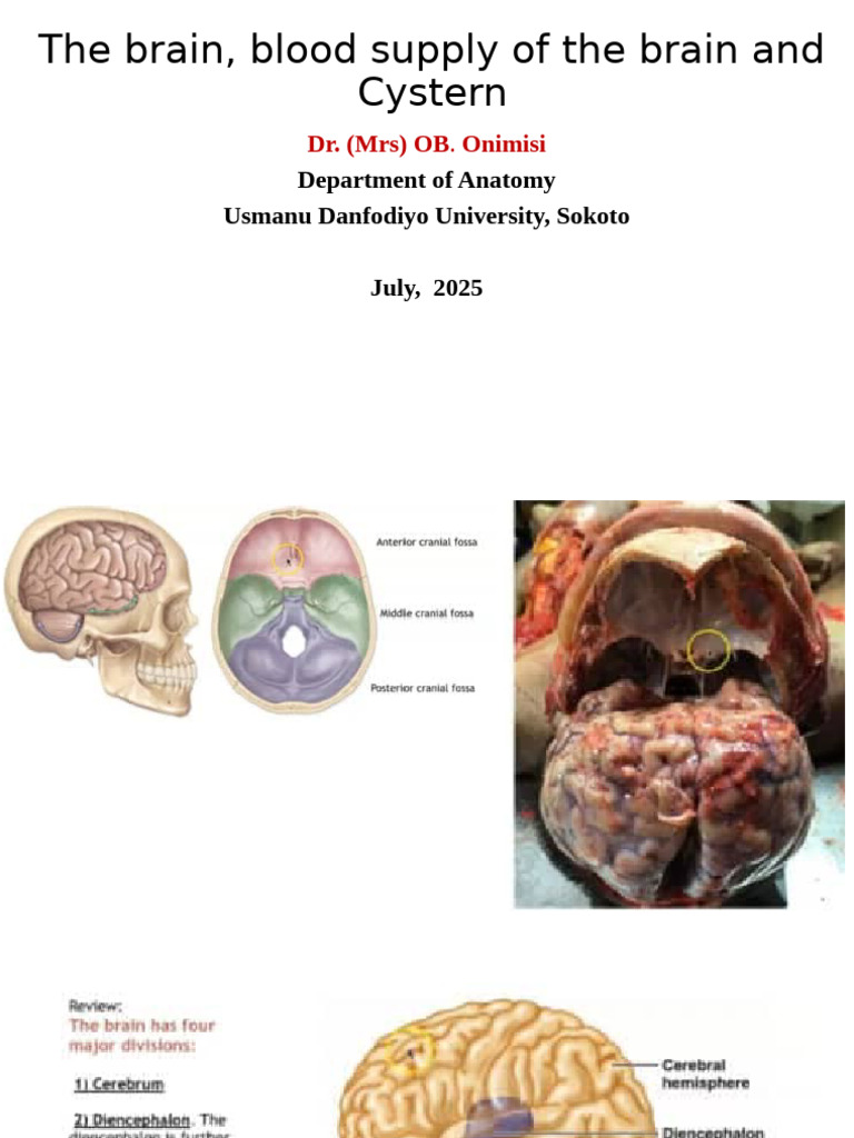Blood Supply To The Brain UG 3 Present 2025 | PDF | Central Nervous ...
