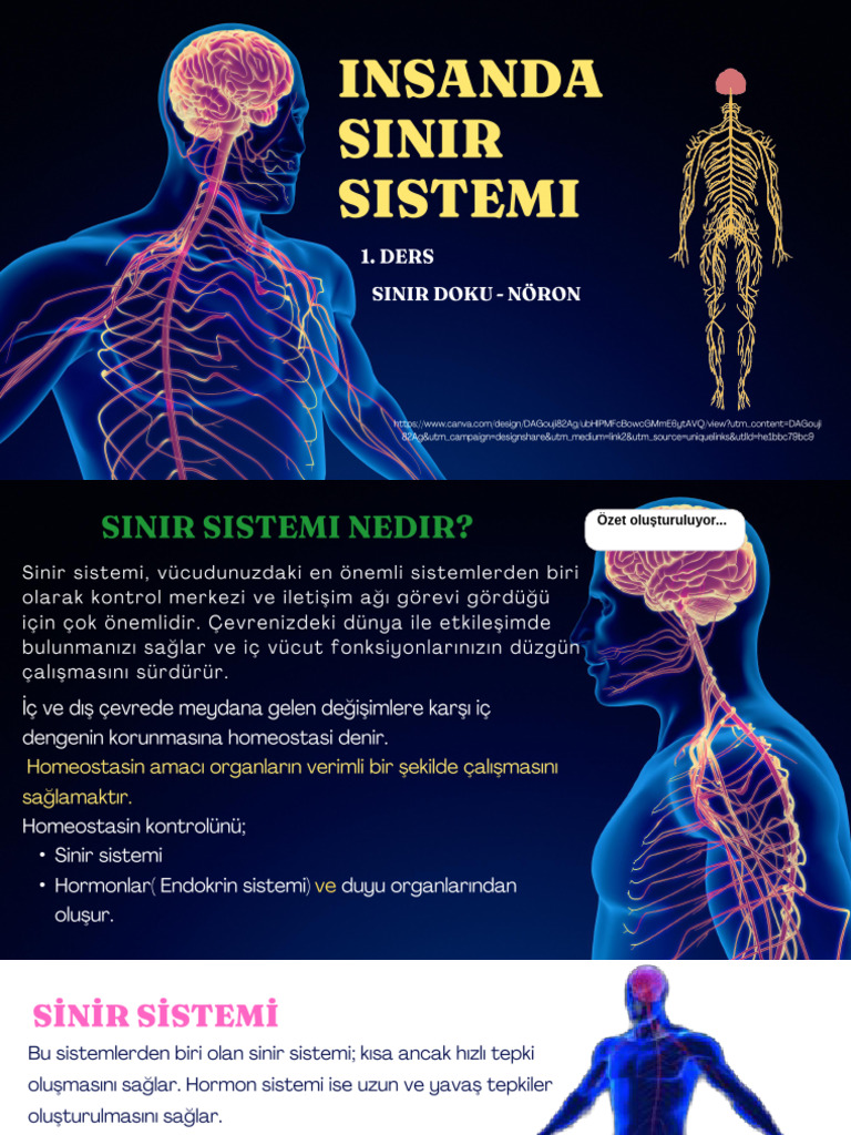Sinir Sistemine Giriş NÖRON YAPISI 1 | PDF