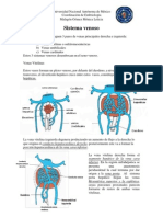 Sistema Venosof