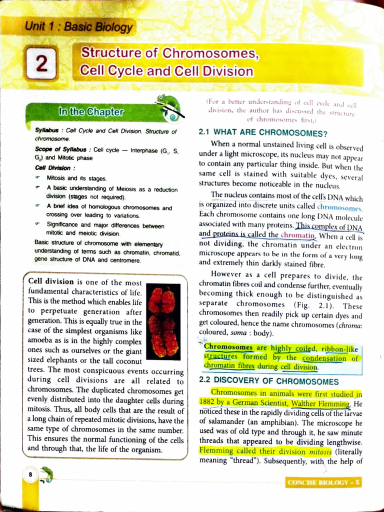 Chromosomes and Cell Division Basics | PDF | Mitosis | Chromosome