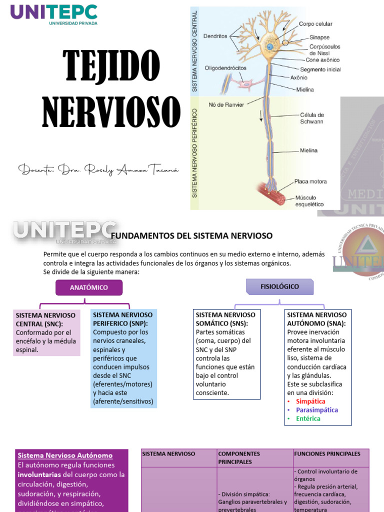 Estructura y Función del Sistema Nervioso | PDF | Sinapsis | Mielina