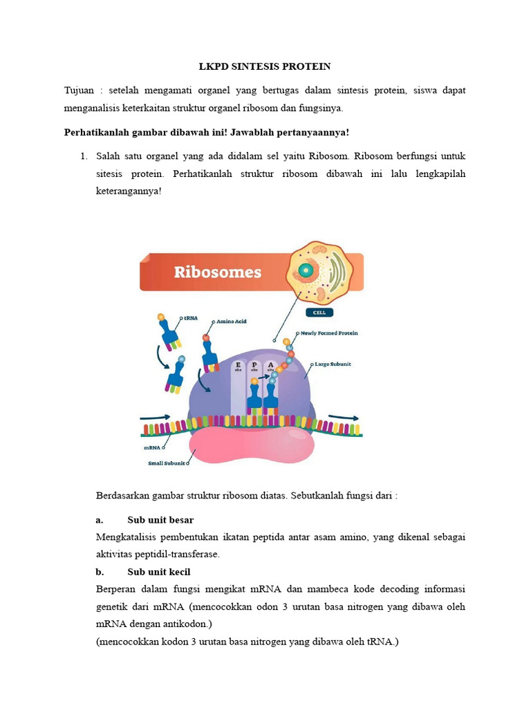 LKPD Sintesis Protein Kelas 12 | PDF