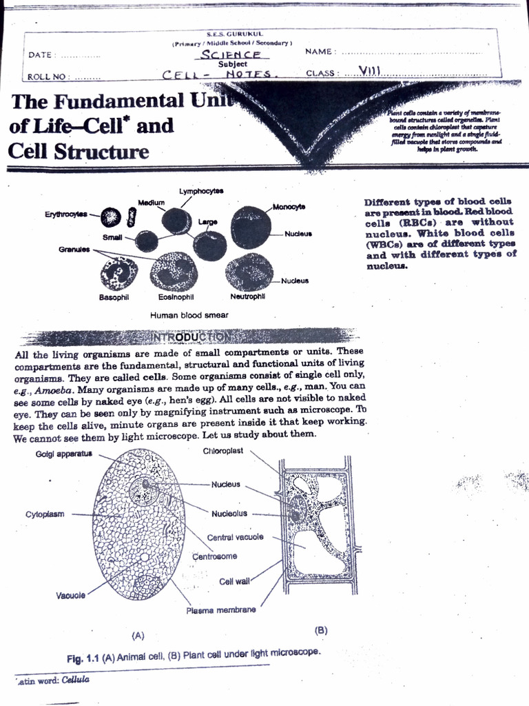 Understanding Cell Structure and Function | PDF | Endoplasmic Reticulum ...