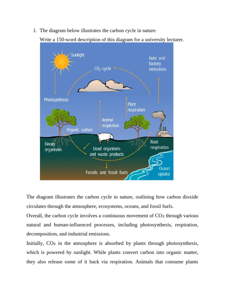 Understanding the Carbon Cycle Diagram | PDF