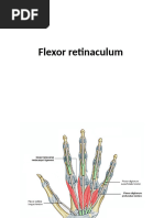 Flexor Retinaculum: Anatomy & CTS | PDF
