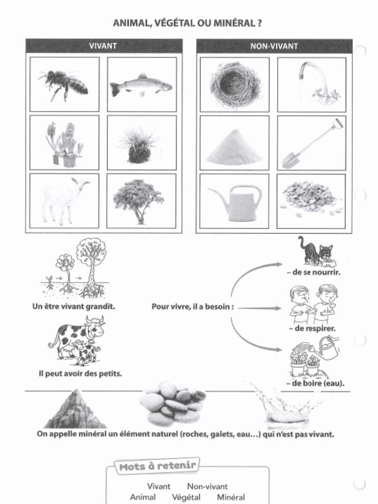 animal-v-g-tal-ou-min-ral-pdf-la-nature