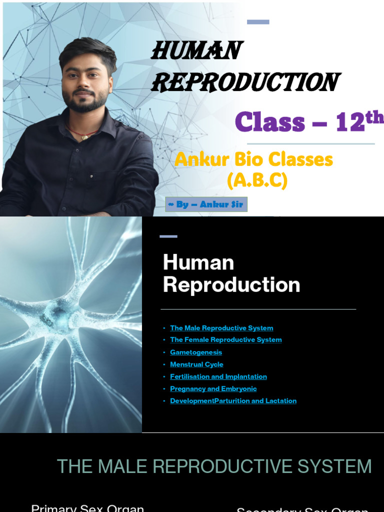 Class 12 Human Reproduction Guide | PDF