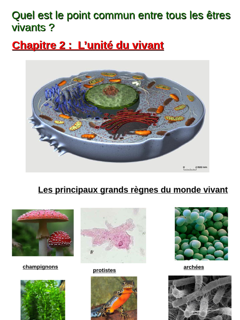 Unité et diversité des cellules vivantes | PDF | Cellule (Biologie ...