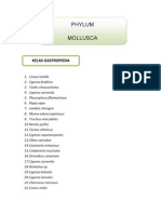 Mollusca dan Echinodermata laut Indonesia