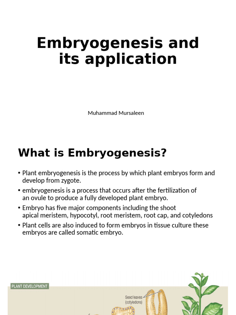 Embryogenesis and Its Application | PDF | Embryo | Biology