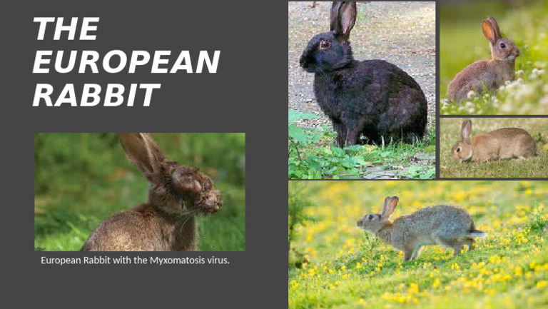 The European Rabbit | PDF