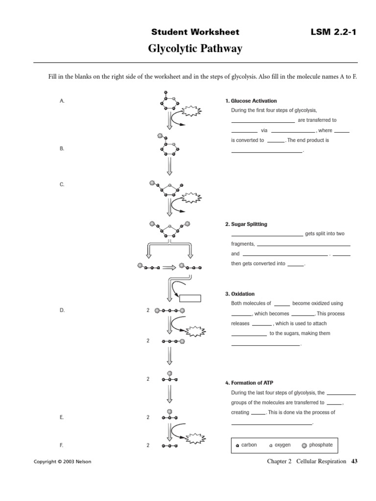 Glycolytic Pathway