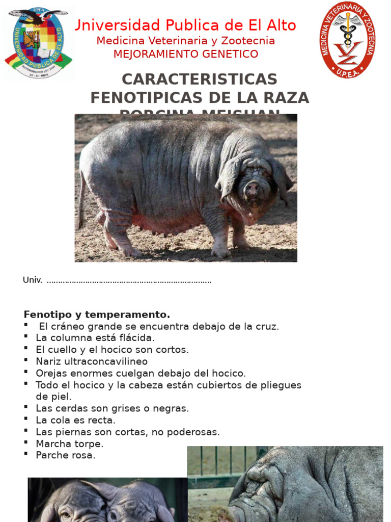 Características de la raza Meishan | PDF
