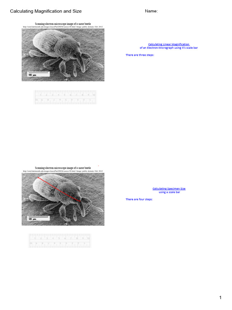 Calculating Scale Bar in Biology | PDF | Materials Science | Light