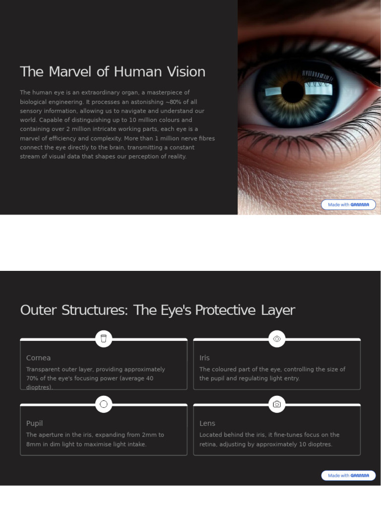 The Complexity of Human Vision Explained | PDF | Visual System | Eye
