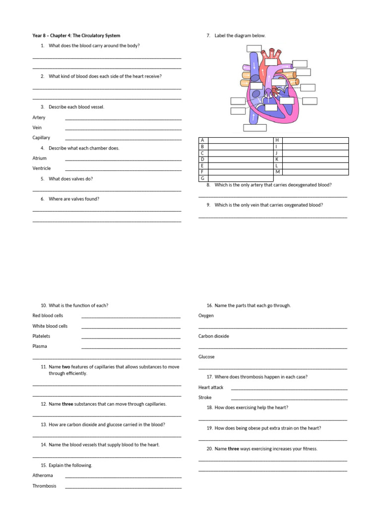 Science Checkpoint 2 Chapter 4 The Circulatory System | PDF | Heart | Vein
