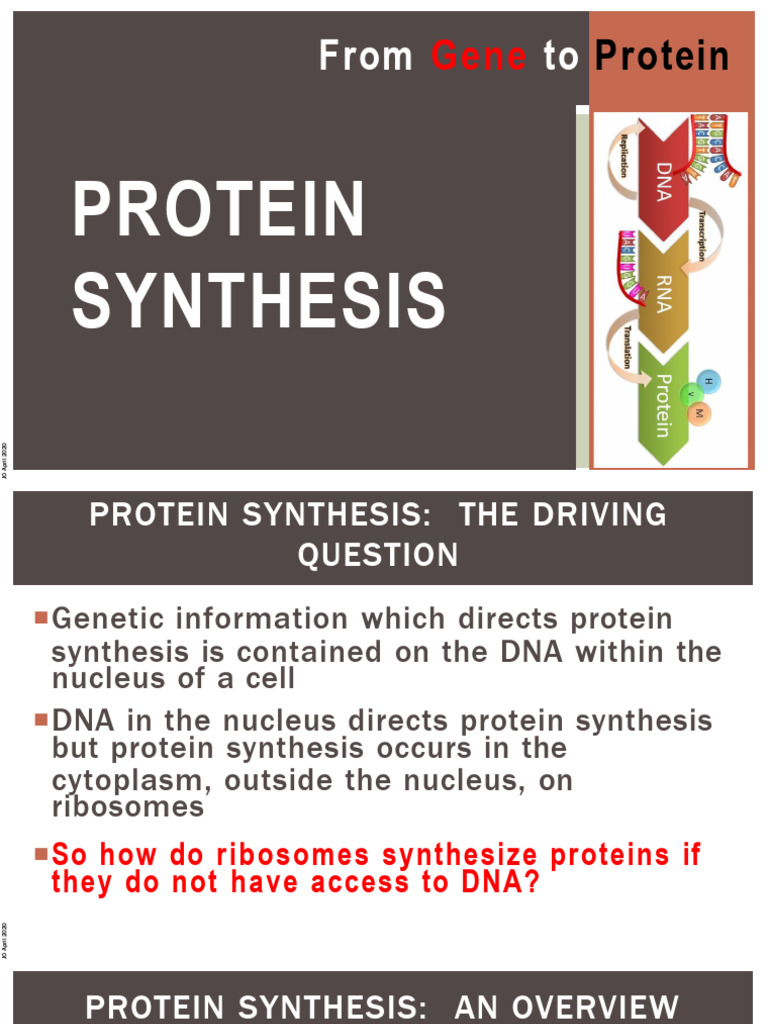 Prelim (3) - RNA and Protein Synthesis | PDF | Messenger Rna | Rna