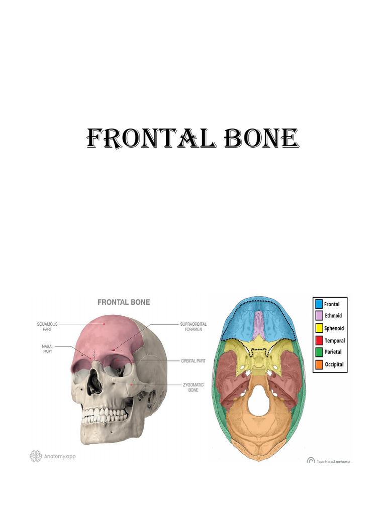 Frontal Bone | PDF