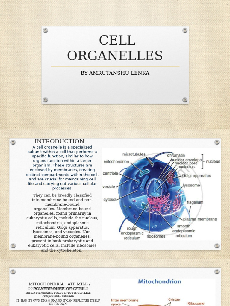 Cell Organelle Alenka | PDF | Cell (Biology) | Endoplasmic Reticulum