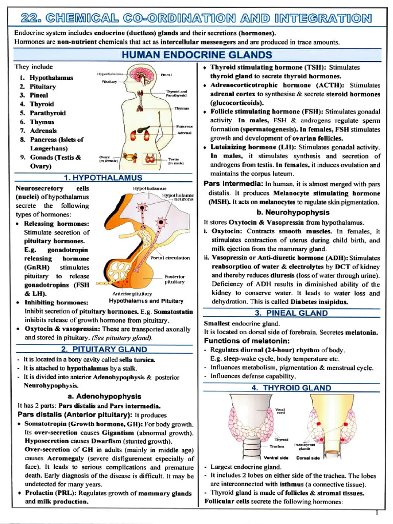 Overview of Human Endocrine Glands | PDF | Endocrine System | Adrenal Gland