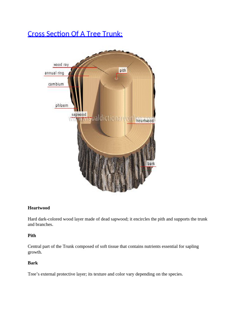 Tree Trunk Cross Section Explained | PDF