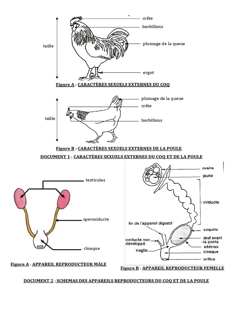 Appareils reproducteurs du coq et de la poule | PDF | Poulet | Fécondation