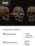 Estructura del Cráneo: Endobase y Exobase | PDF | Otorrinolaringología ...