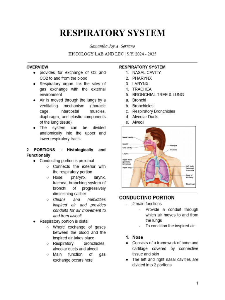 Overview of the Respiratory System | PDF | Lung | Respiratory Tract