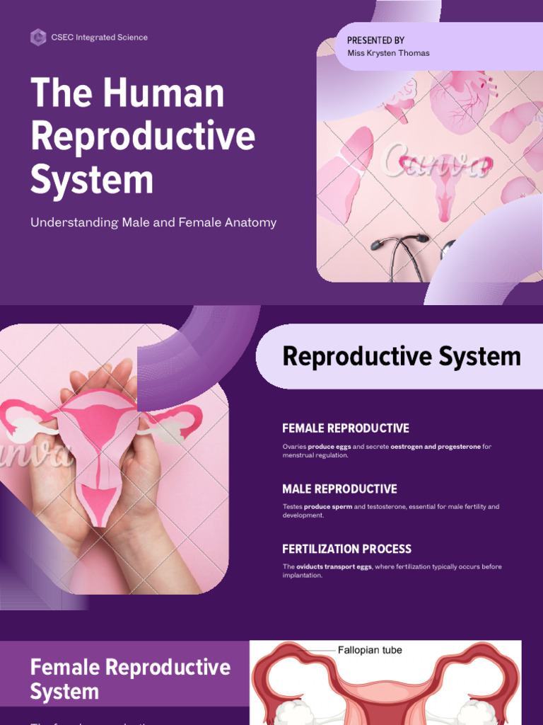Human Reproductive System Overview | PDF | Reproductive System | Human ...
