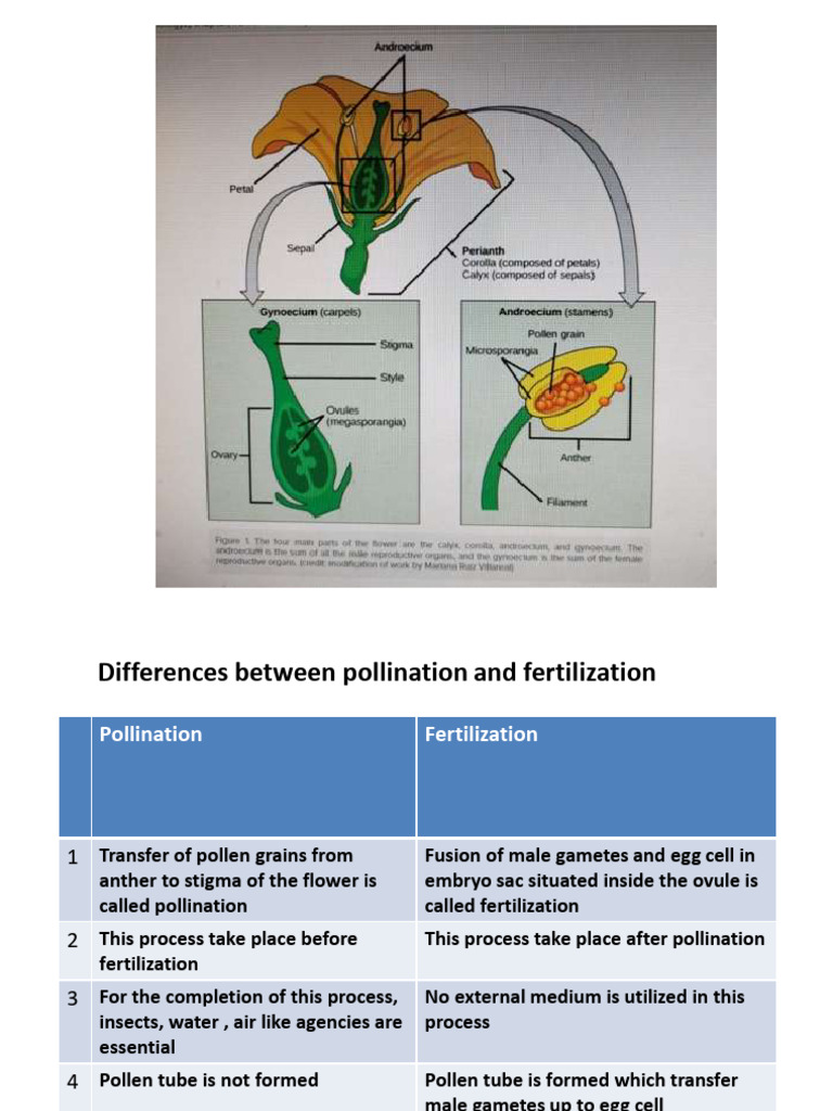 Pollination vs Fertilization Explained | PDF | Pollination | Flowers