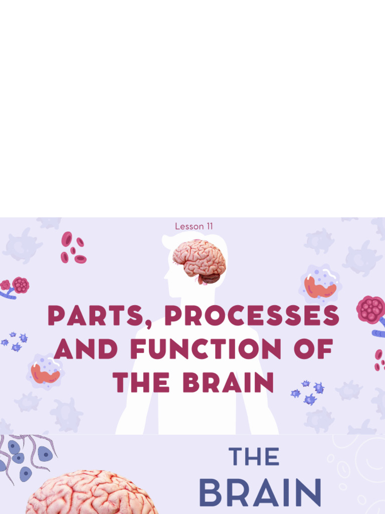 Parts Processes and Function of The Brain | PDF