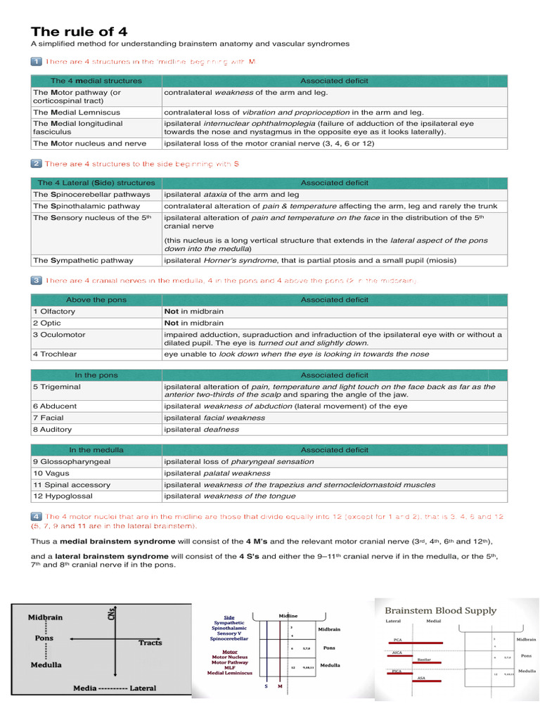 Rule of 4s in Brainstem Anatomy | PDF | Brainstem | Nervous System