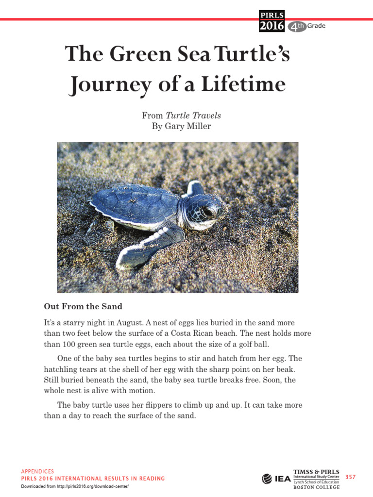 The Green Sea Turtle's | PDF | Sea Turtle | Turtle