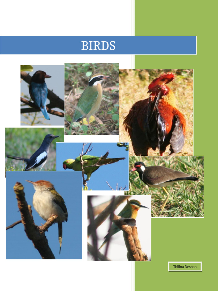 Sri Lanka Bird Species Overview | PDF