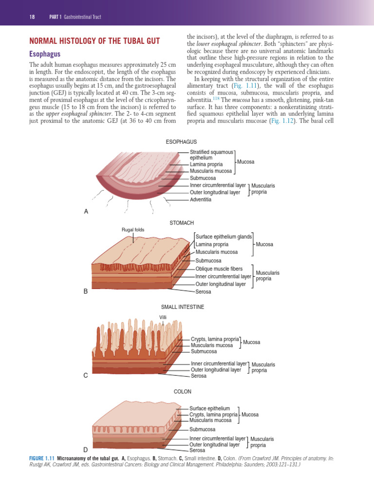 Esophagus and Stomach Histology Overview | PDF | Stomach | Esophagus