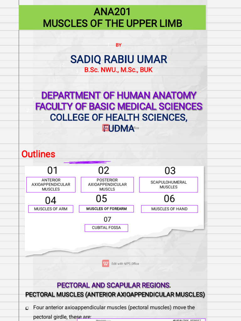 Upper Limb Muscle Anatomy Guide | PDF | Arm | Hand