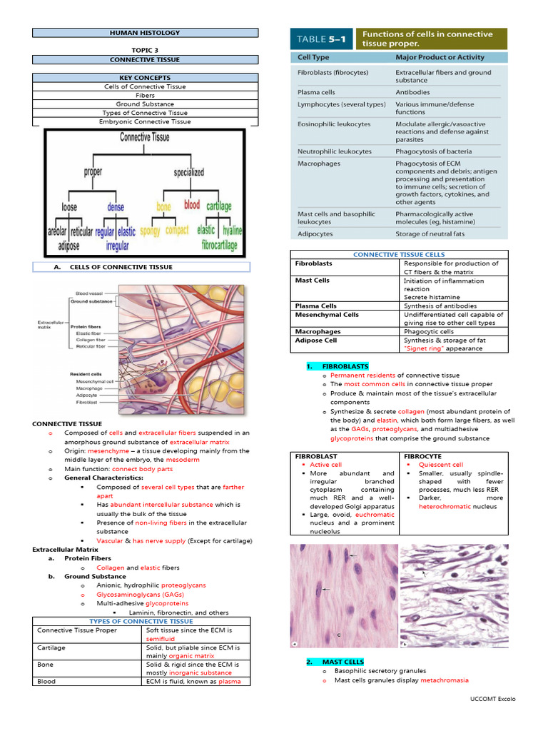 Connective Tissue and Muscle Tissue | PDF | Bone | Extracellular Matrix