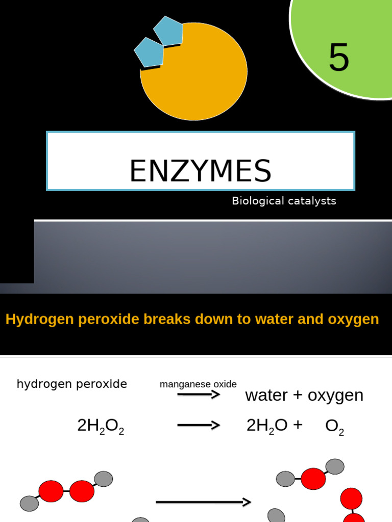 Igcse ENZYMES Teacher | PDF | Enzyme | Active Site