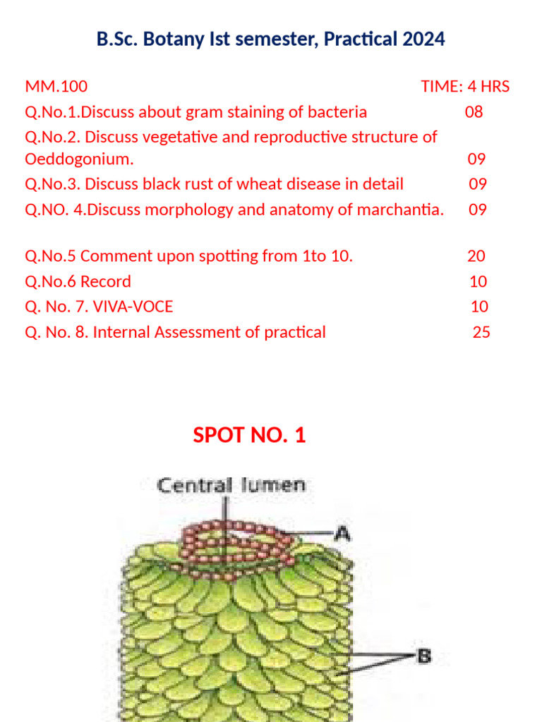 B.Sc. Botany Practical Exam Guide 2024 | PDF
