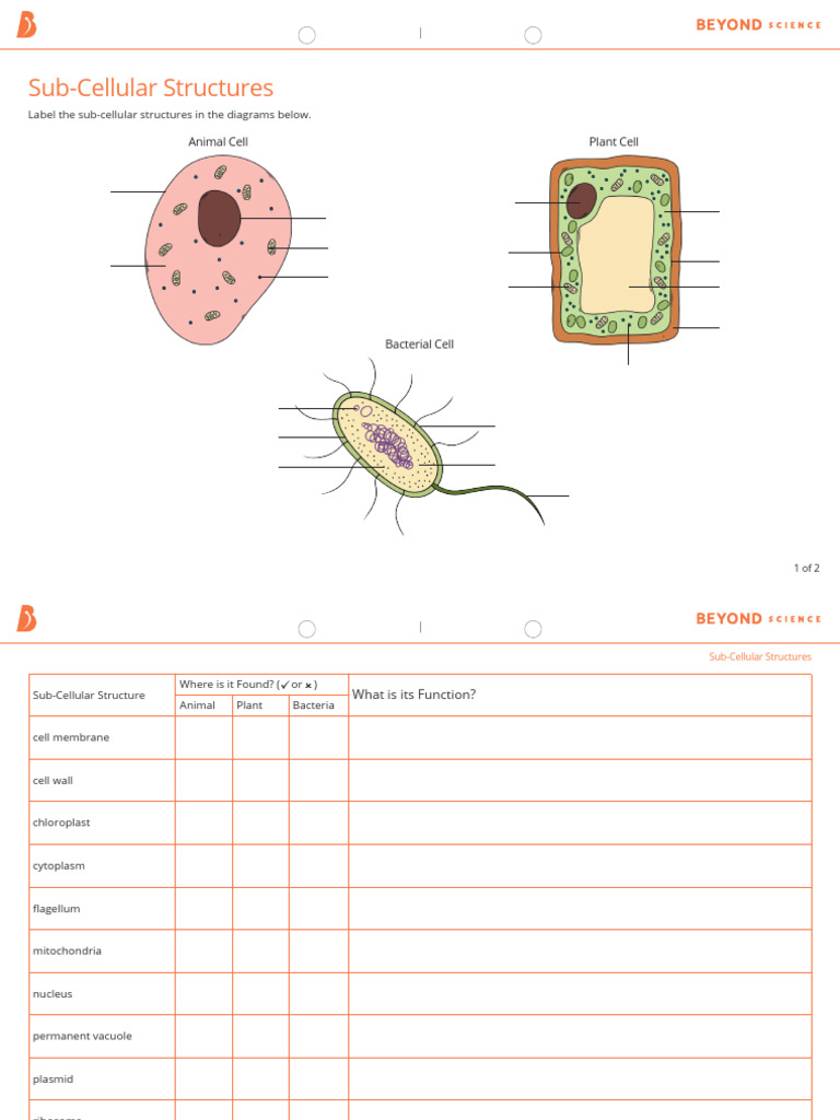 B1 1 2 Sub Cellular Structures Worksheet | PDF