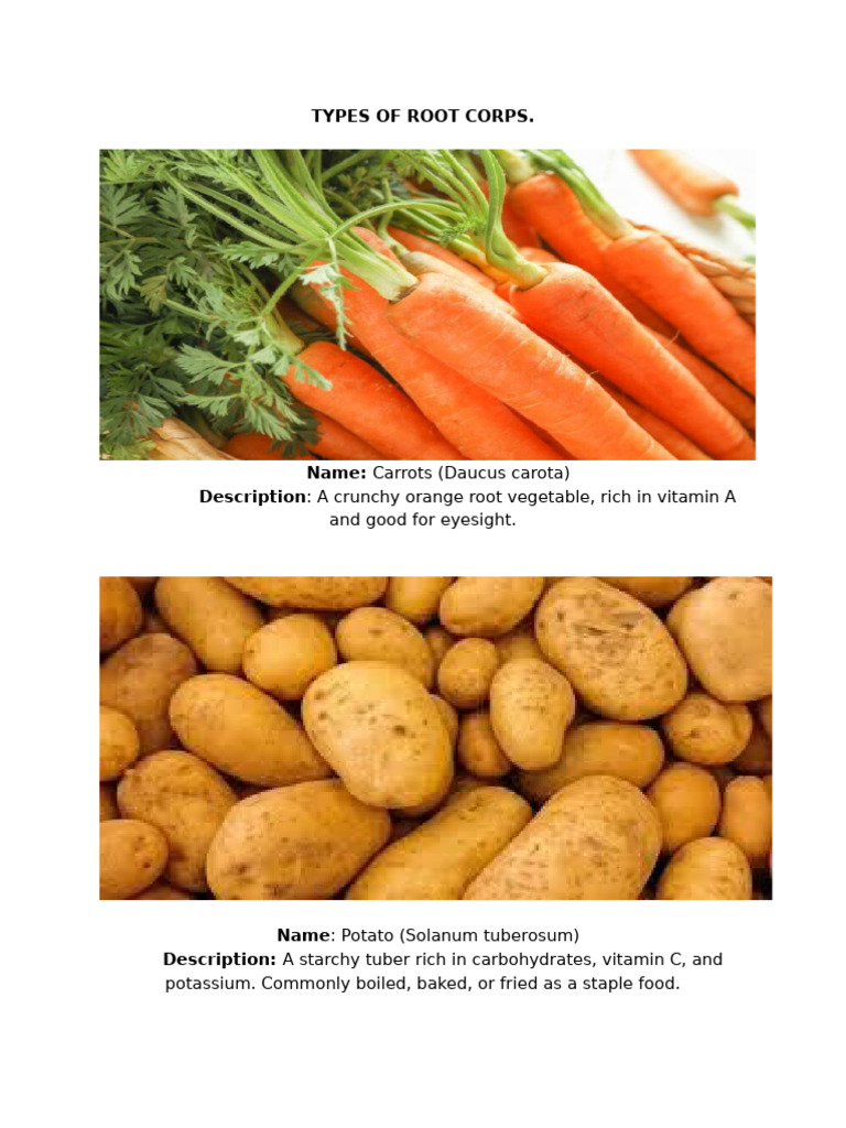 Common Root Vegetables Overview | PDF