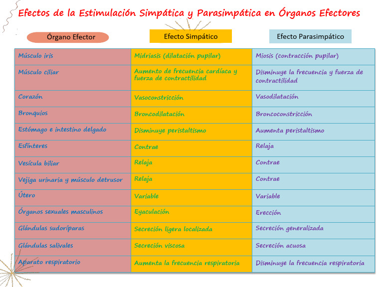 Efectos de la Estimulación Simpática | PDF