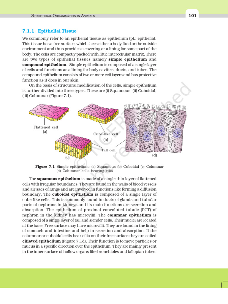 Epithelial Tissue Overview for Nursing | PDF | Epithelium | Connective ...
