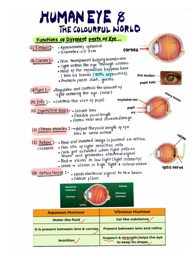 Human Eye & Colourful World Handwritten Notes | PDF