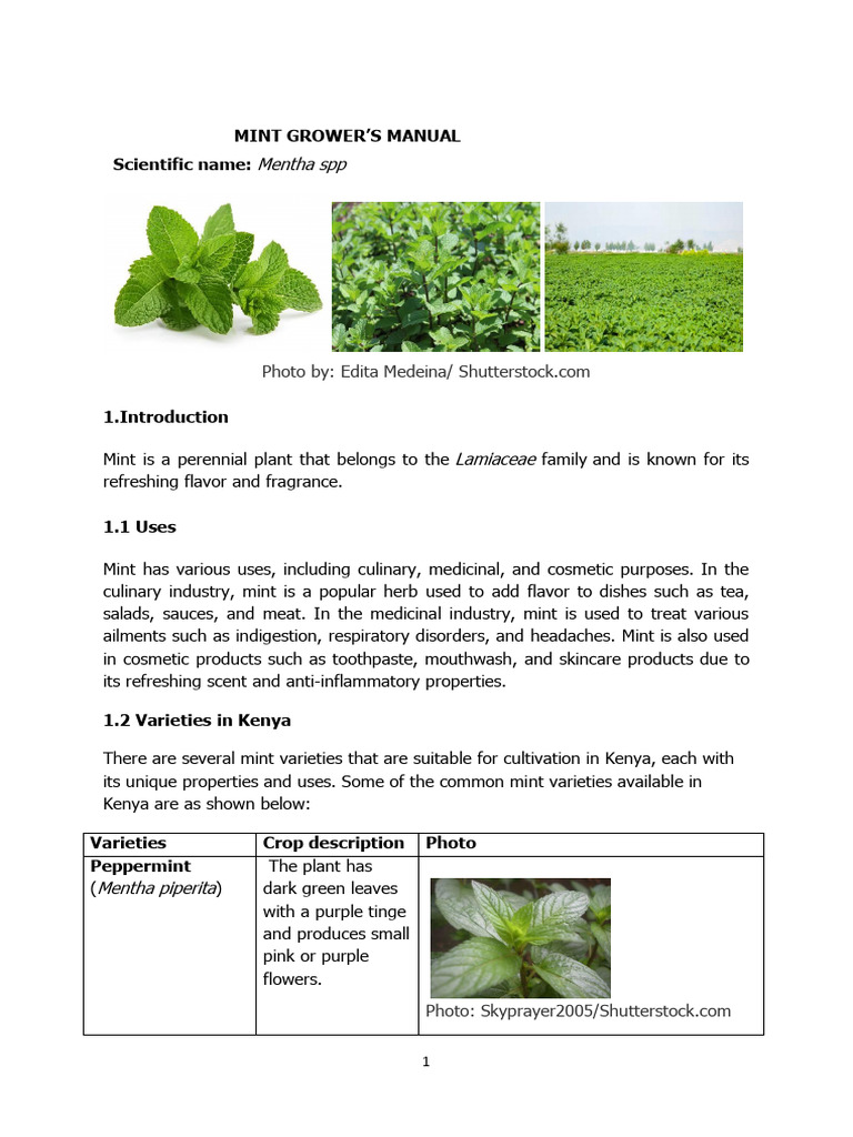 Mint Cultivation Guide for Kenya | PDF | Mentha | Botany