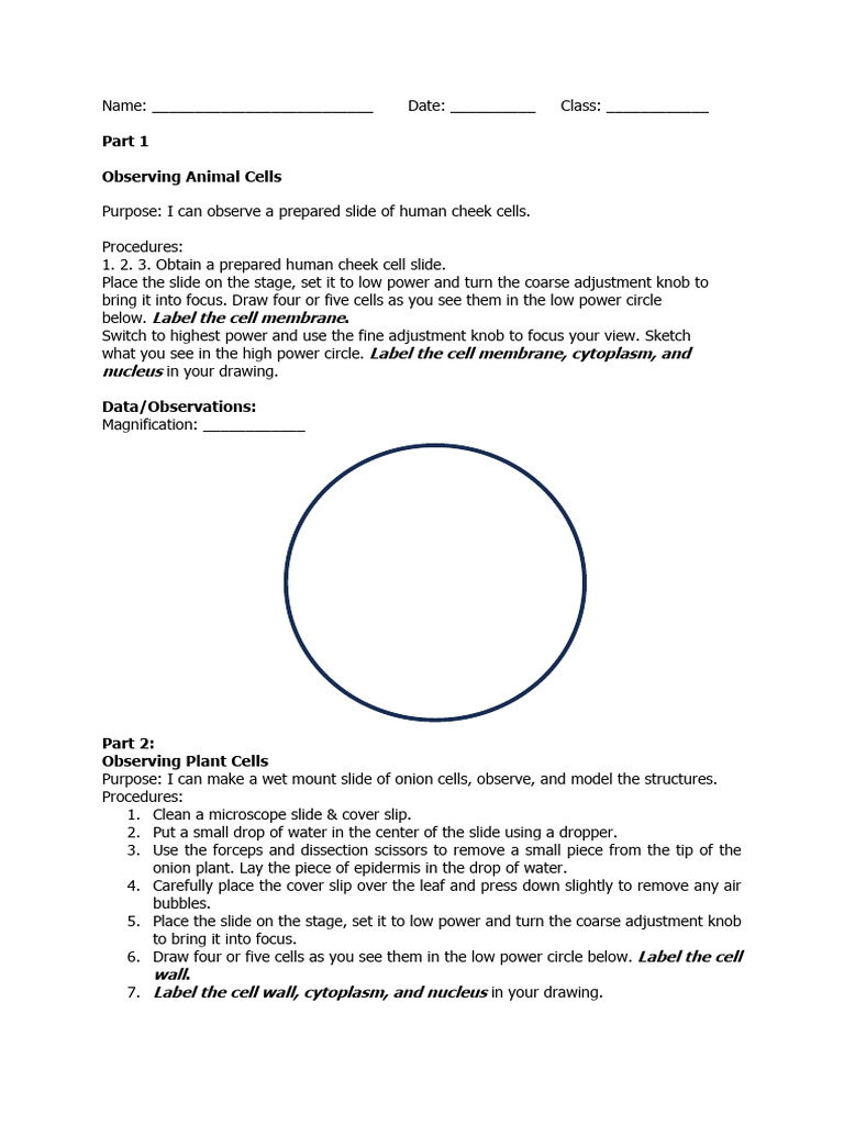 Observing Animal and Plant Cells | PDF