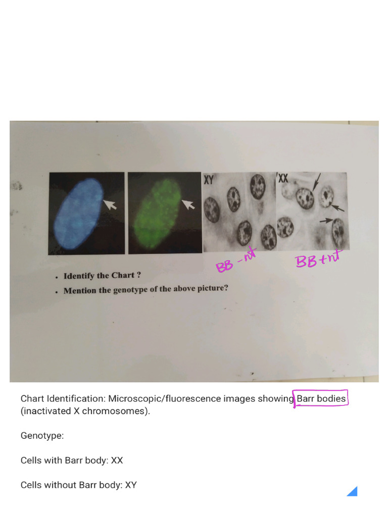 Genetics Charts - 250618 - 070546 | PDF